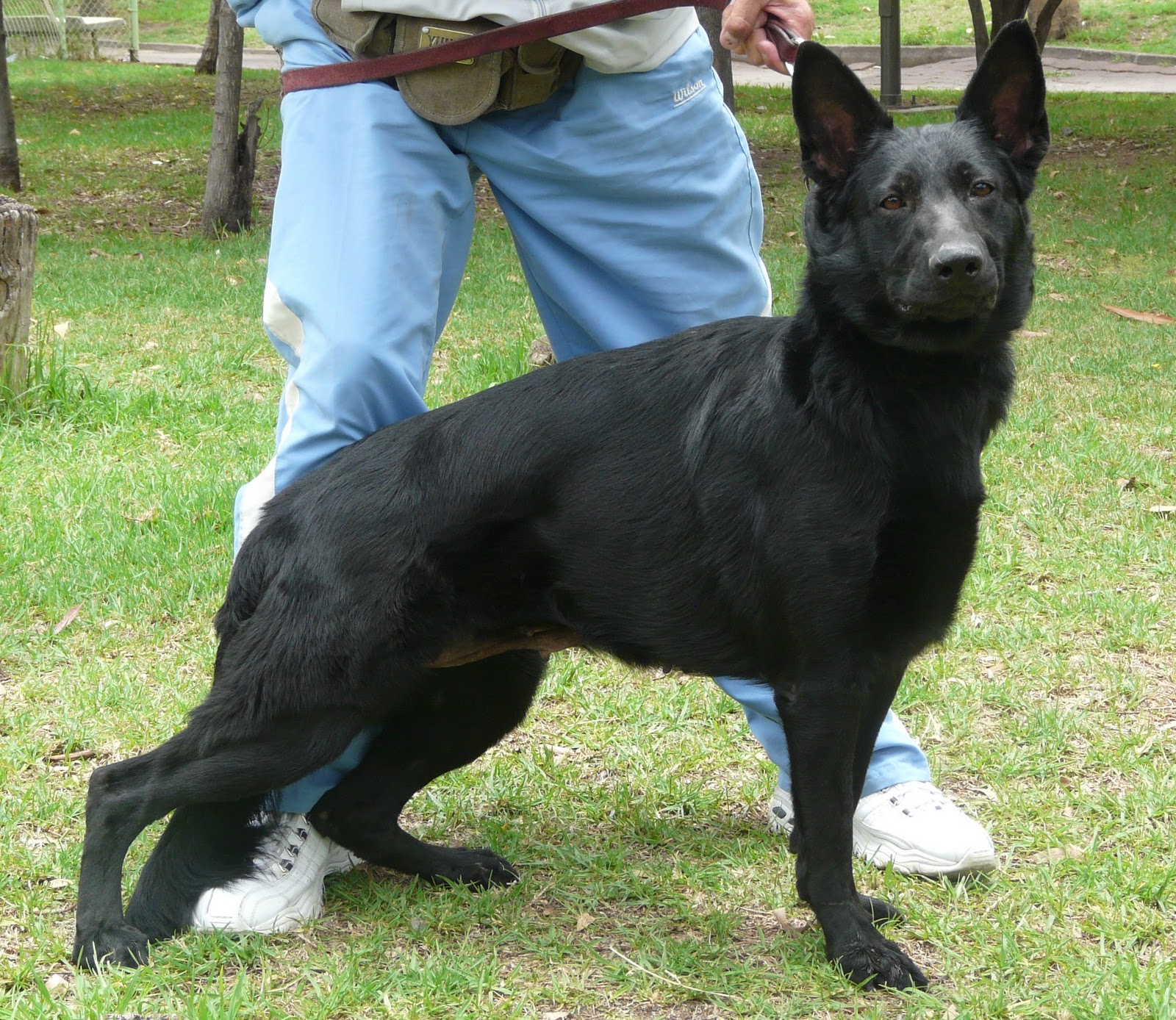 Lk9 PASTOR ALEMÁN NEGRA EN VENTA