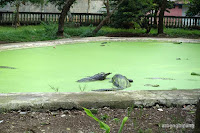 taman buaya indonesia jaya