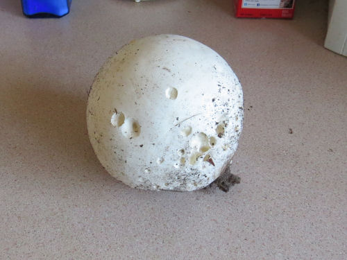 puffball