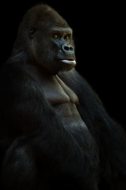 Gorilla Monkey Silverback Wildlife Animals Gorilla Monkey Silverback Wildlife Animals