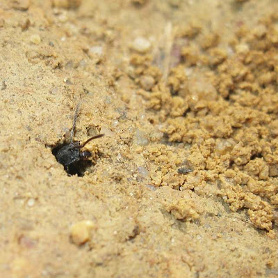 Nest opening of Odontoponera denticulata