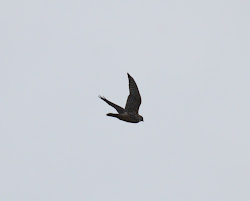 merlins ohio birds