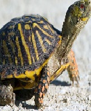 About turtle in english picture