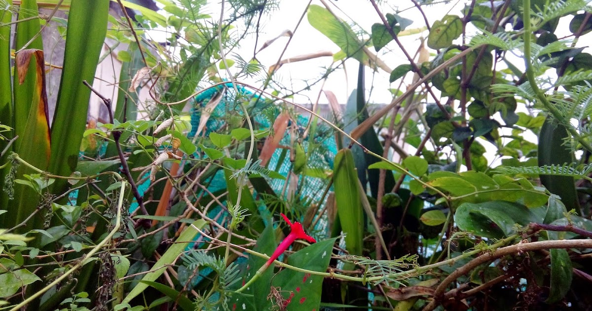 Garden Care Simplified Cyprus vine, Ganesh Bel Cardinal Climber