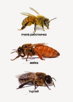 Блог за пчелите, пчеларите, ползата от пчелите и меда: 2014