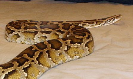 Girl has sex with snake pics 71