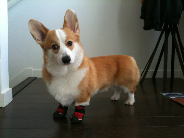 Hình ảnh những chú chó Corgi chân ngắn siêu đáng yêu