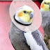 Mengatasi Lovebird Cabut Bulu