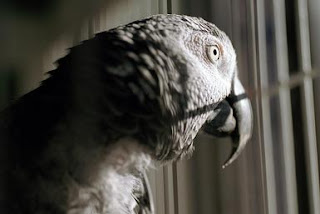 Bebaskanlah Mereka Burung yang terpenjara