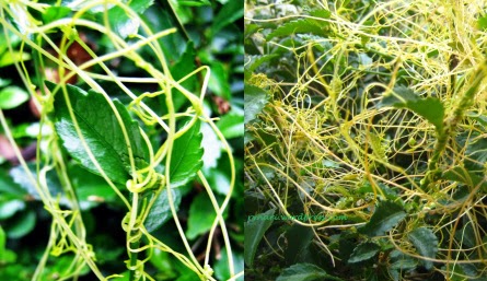 gambar tumbuhan tali putri