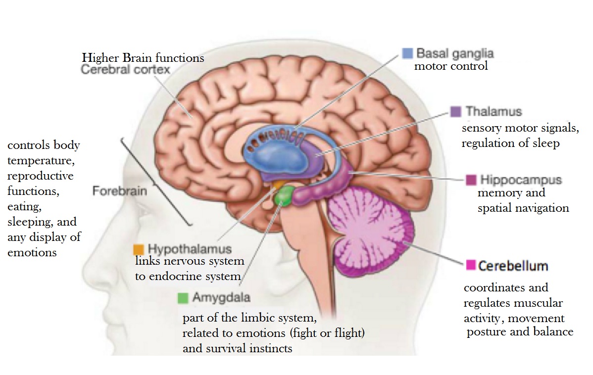 Reptile Brain Anatomy