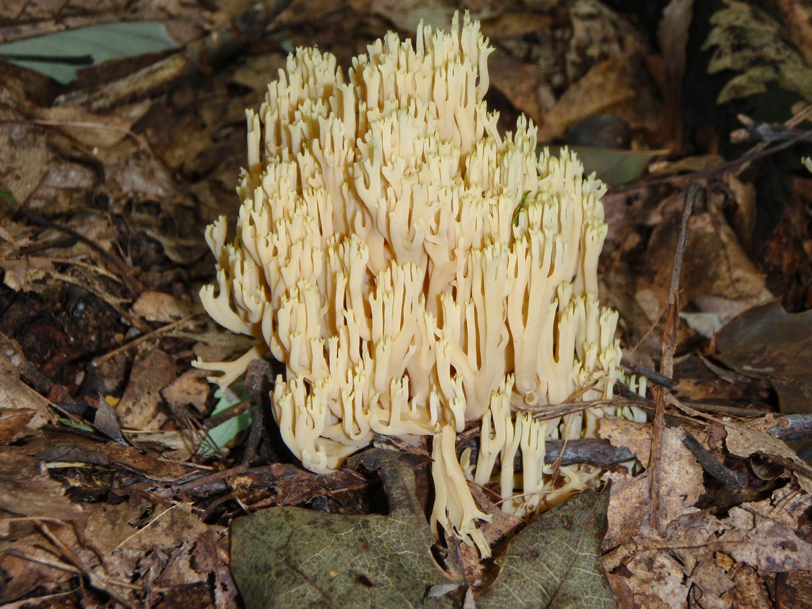 Beautiful fungus