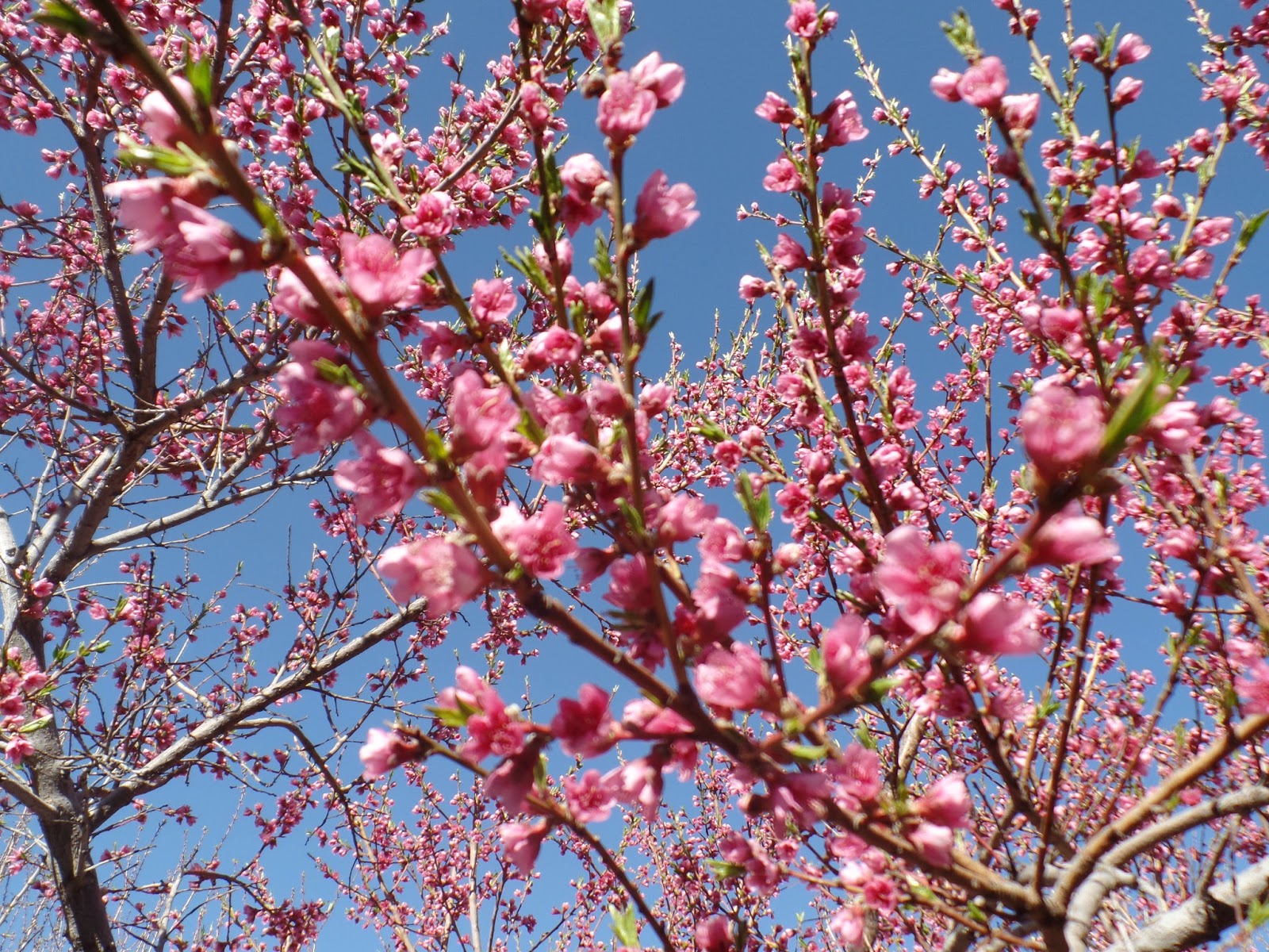 Growing Organic What Does Spring Look Like in Your Garden?