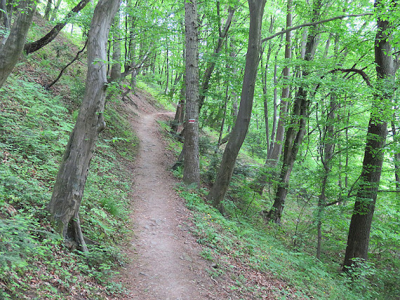 Rezerwat przyrody „Zamczysko nad Rabą” rezerwat