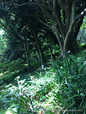 吾妻山 中腹 吾妻山 中腹