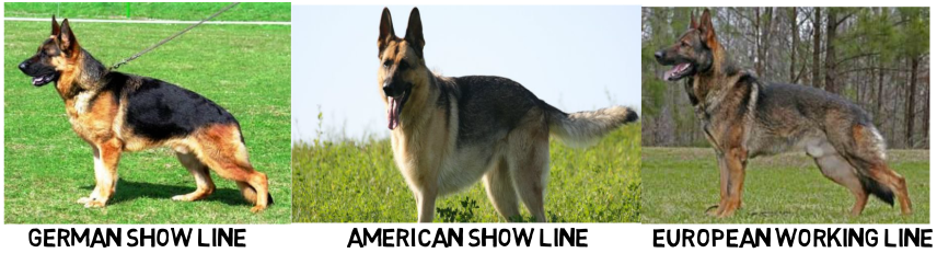 working line german shepherd size