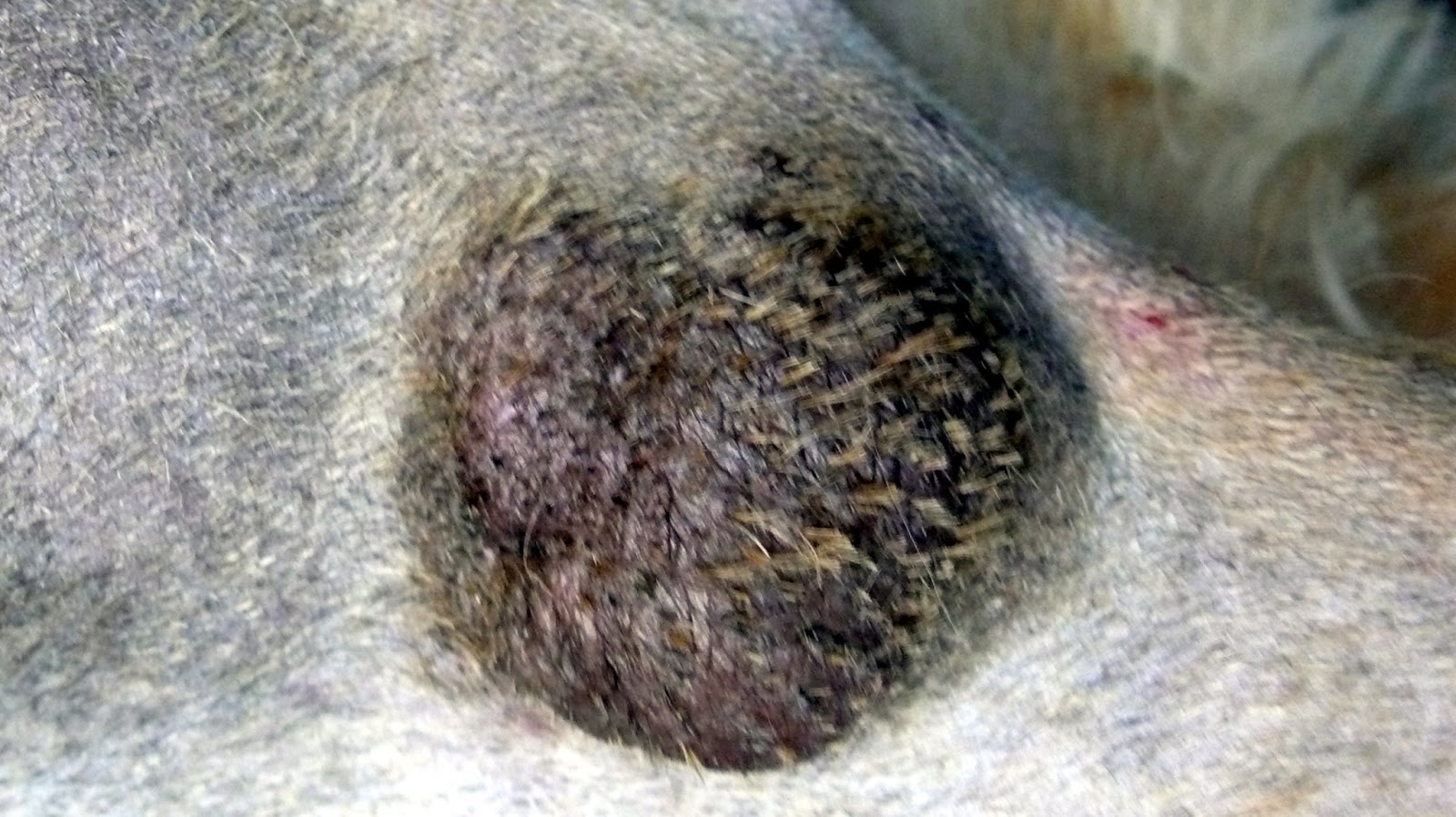 lipomas piel perro