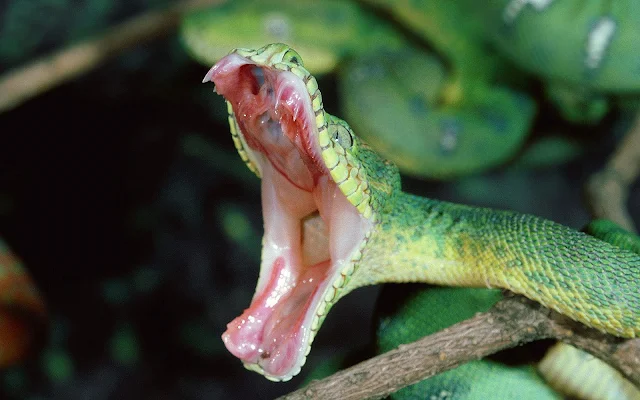 Foto aanvallende groene slang