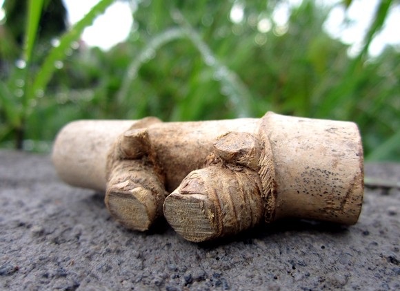 Ciri Rumpun Bambu Yang Ada Bambu Petuknya Ini Cirinya