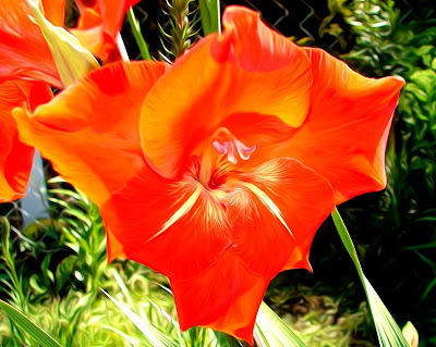 Gladiolen, gladioli, swaardlelies, gladiole, gladiolus, Gladiolen, gladioli, swaardlelies, gladiole, gladiolus, gladioolide, gladiolukset, glaïeuls, γλαδιόλες, glaidiólais, gladiols, gladiolu, kardeliai, gladioler, mieczyki, gladíolos, gladiole, Гладиолусы, Гладиоли, mečíky, гладіолуси, kardvirág, a, гладыёлусы, , グラジオラス、