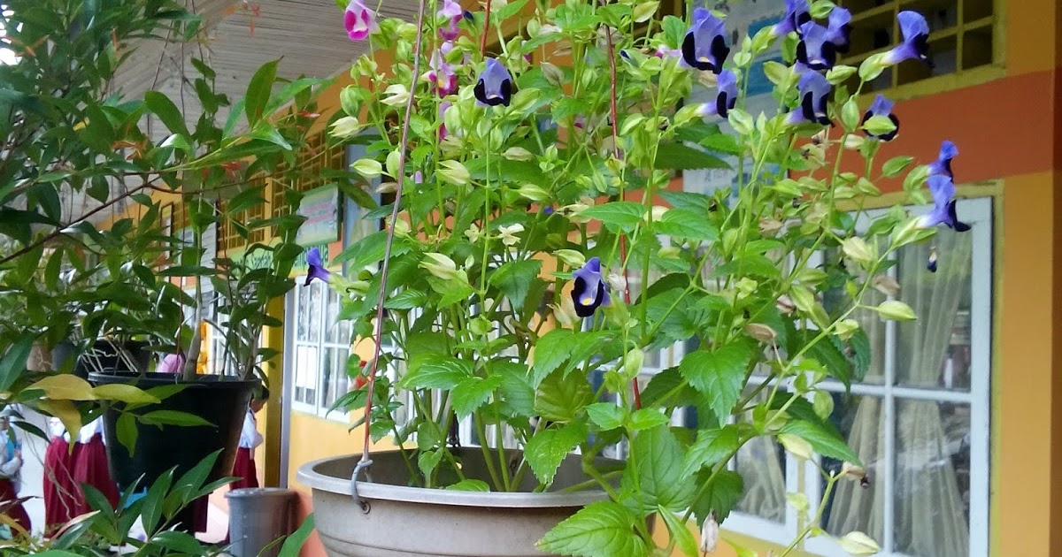  tanaman  hias pada pot  gantung  AgroMed SAINS