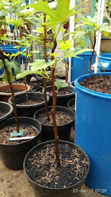 jual bibit tin zaitun Karawang kebun tin zaitun karawang, petani tin karawang