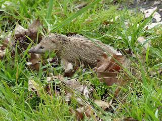 Tenrec ecaudatus - Tangue - Tengue Tenrec ecaudatus - Tangue - Tengue
