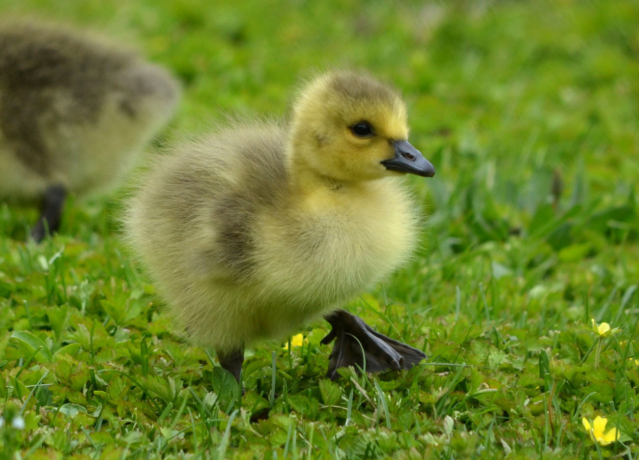Woods walks and wildlife may 2014