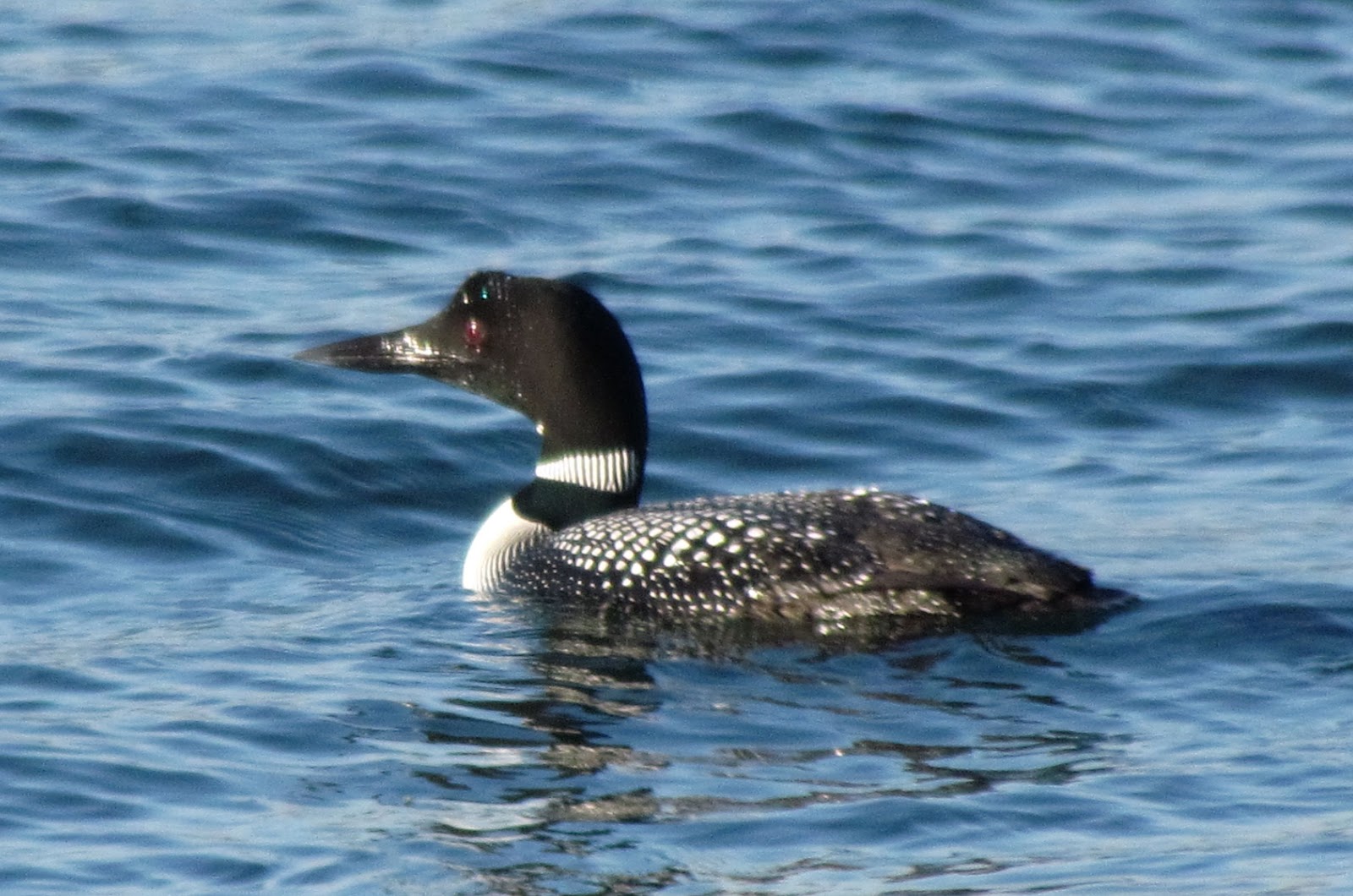 Scene Through My Eyes: A Loon