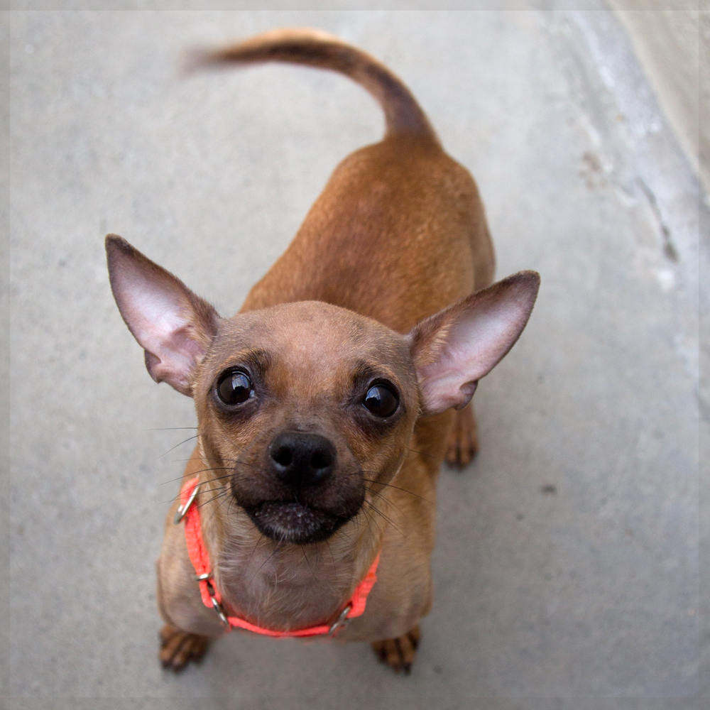 Shelter Dogs of Portland "GARBANZO" sweetest little Chi bean