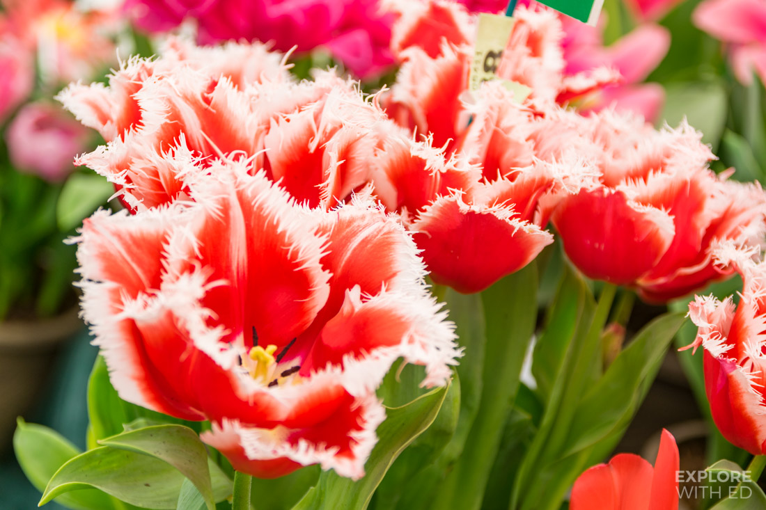 Red and White New Santa Tulip