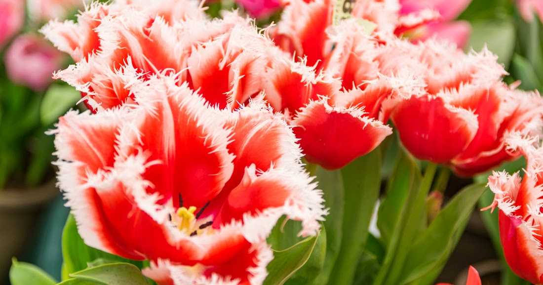 Royal Horticultural Society Flower Show in Cardiff Explore With Ed