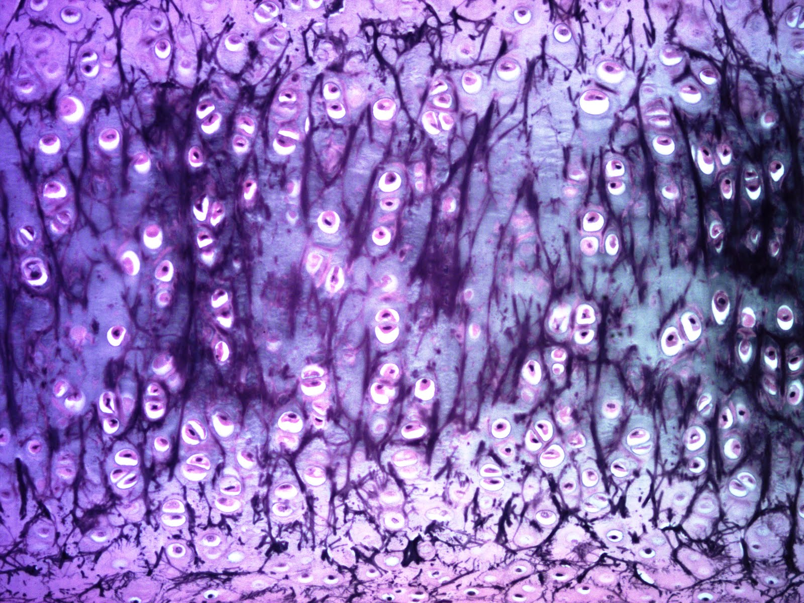Histologia dos Tecidos Cartilagem elástica Histologia dos Tecidos Cartilagem elástica