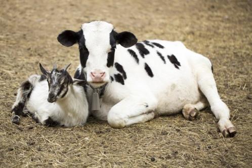 susu-kambing-sapi susu-kambing-sapi