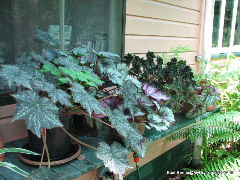 My Dry Tropics Garden: Clean-Up Time My Dry Tropics Garden Journal