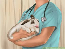 cara mengobati penyakit kembung pada kelinci hias holland lop cara mengobati penyakit kembung pada kelinci hias holland lop