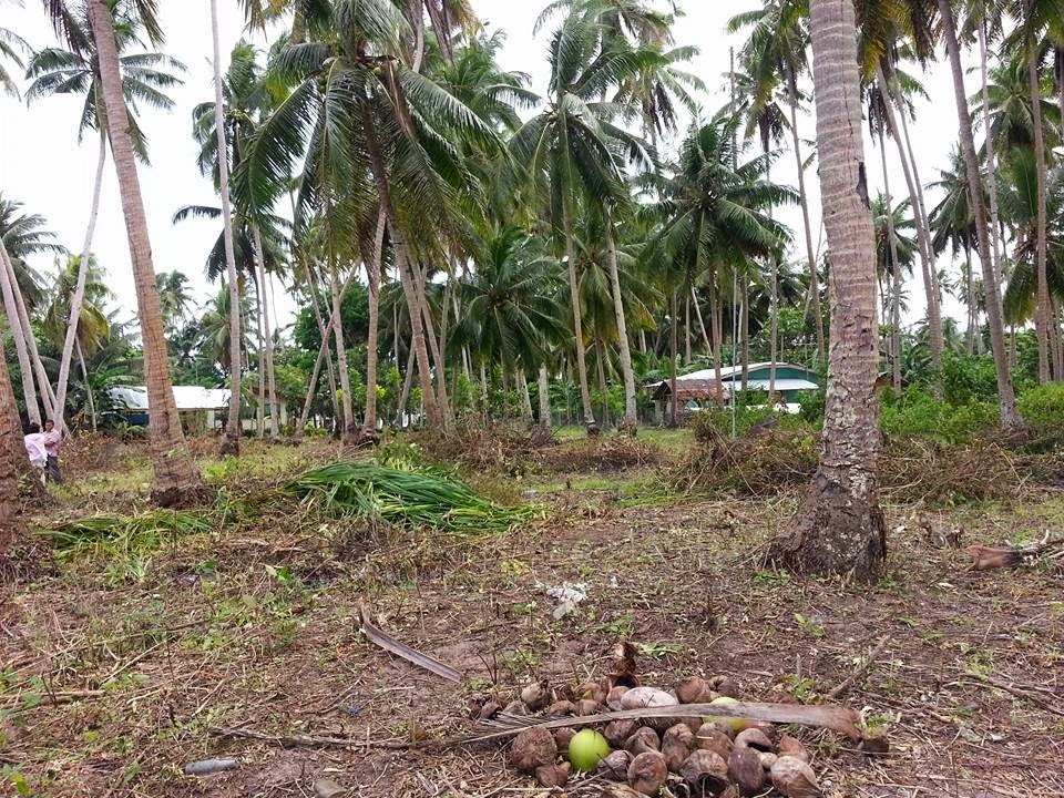 Bohol Island Lots & Beaches Panglao Island Bohol Beach Lot for Sale