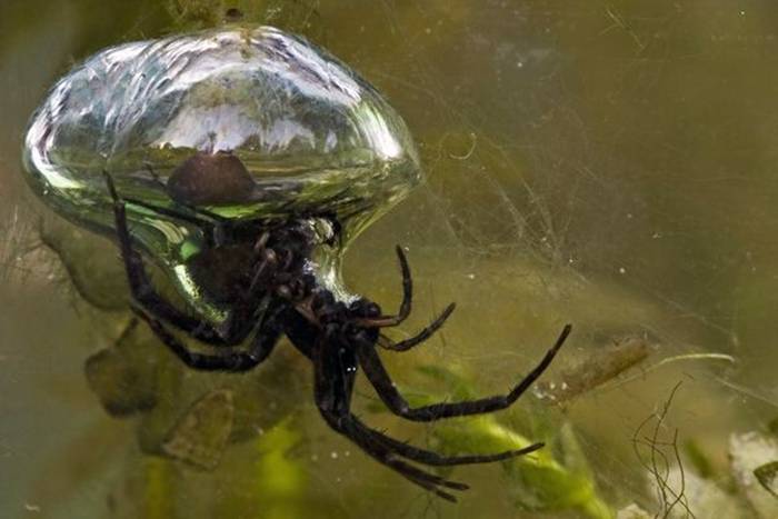 The diving bell spider (Argyroneta aquatica) is the only known spider in the world that lives entirely underwater. Like other arachnids, it must breathe air, but it provides its own supply by forming a bubble, which it holds by hairs on its legs and abdomen. The spiders must occasionally return to the surface to replenish their air supply, although some gas exchange happens across the surface of their bubbles, so they don't have to come up very often.