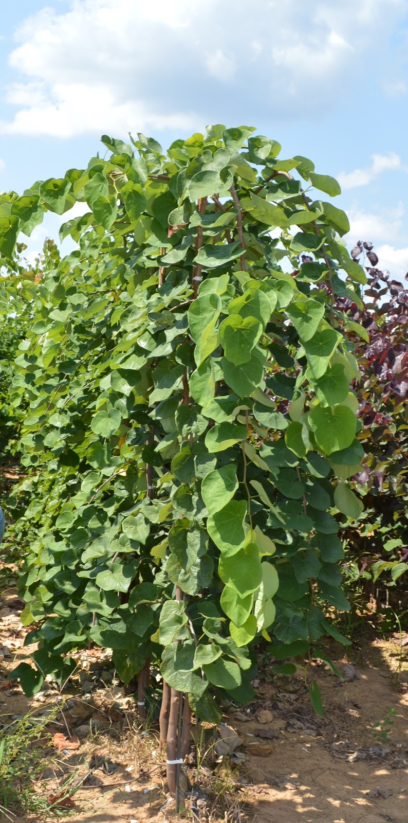 Jackson Nursery New Introductions