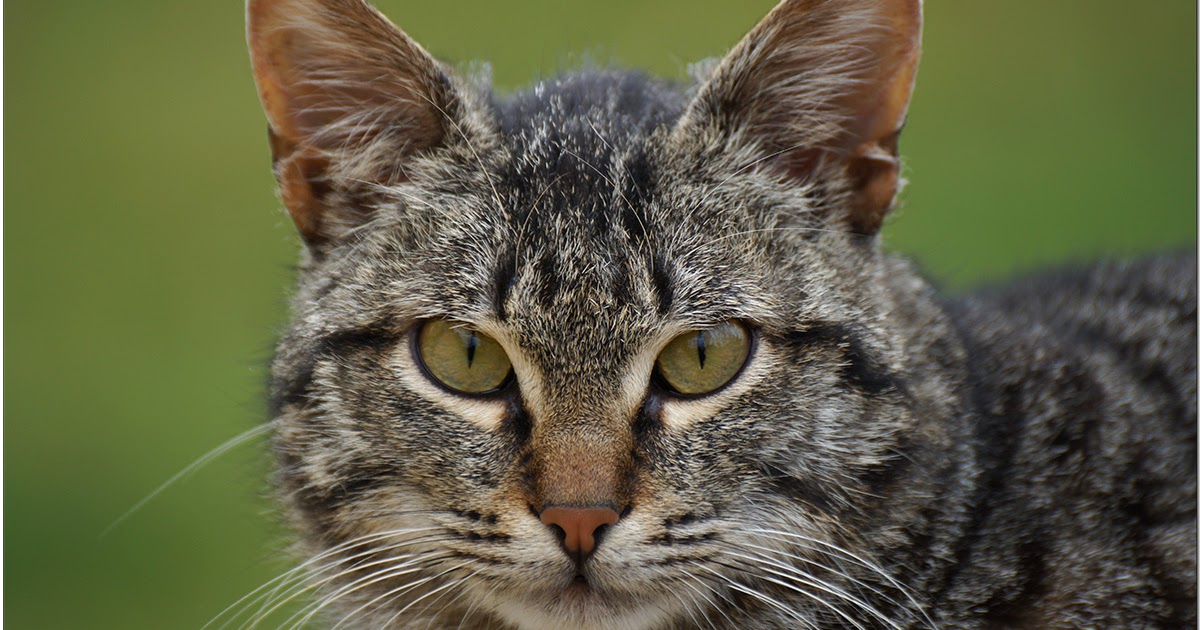кото 2015. мейн-кун. кошка с видеокамерой. кото 2015. котокафе.