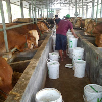 gambar peternakan sapi
