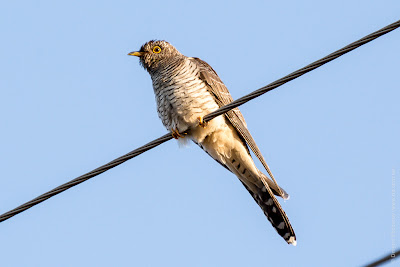 Кукушка. Зозуля. Cuckoo. Cuculus canorus