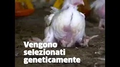 Gli Animali più Uccisi... Un video di Anima Equality  (clicca su foto)