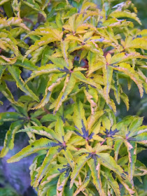 Acer palmatum Shishigashira Lion's Head Japanese maple autumn leaf colour by garden muses-a Toronto gardening blog