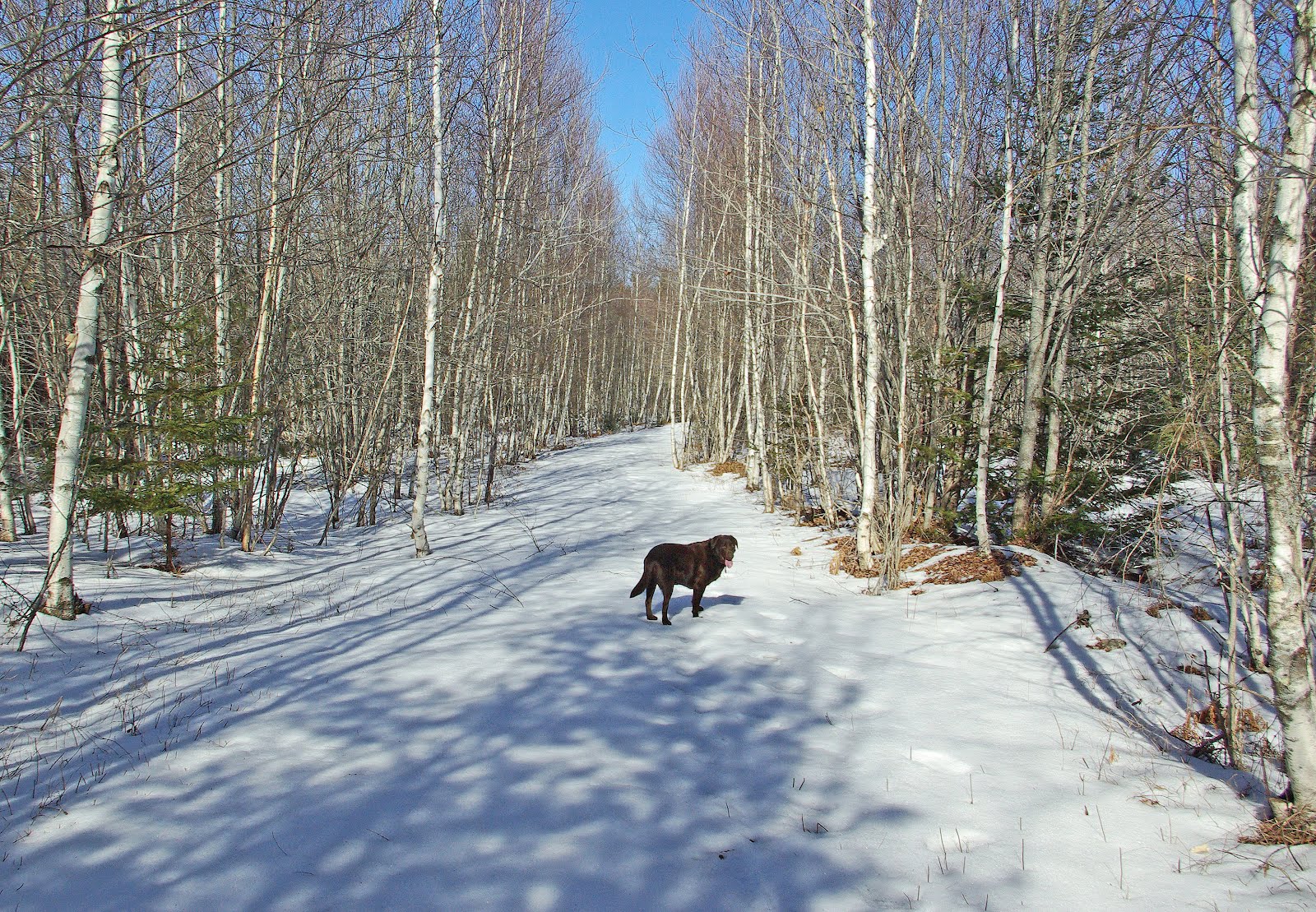 Hiking in Maine with Kelley 2/19/12 Caribou Bog