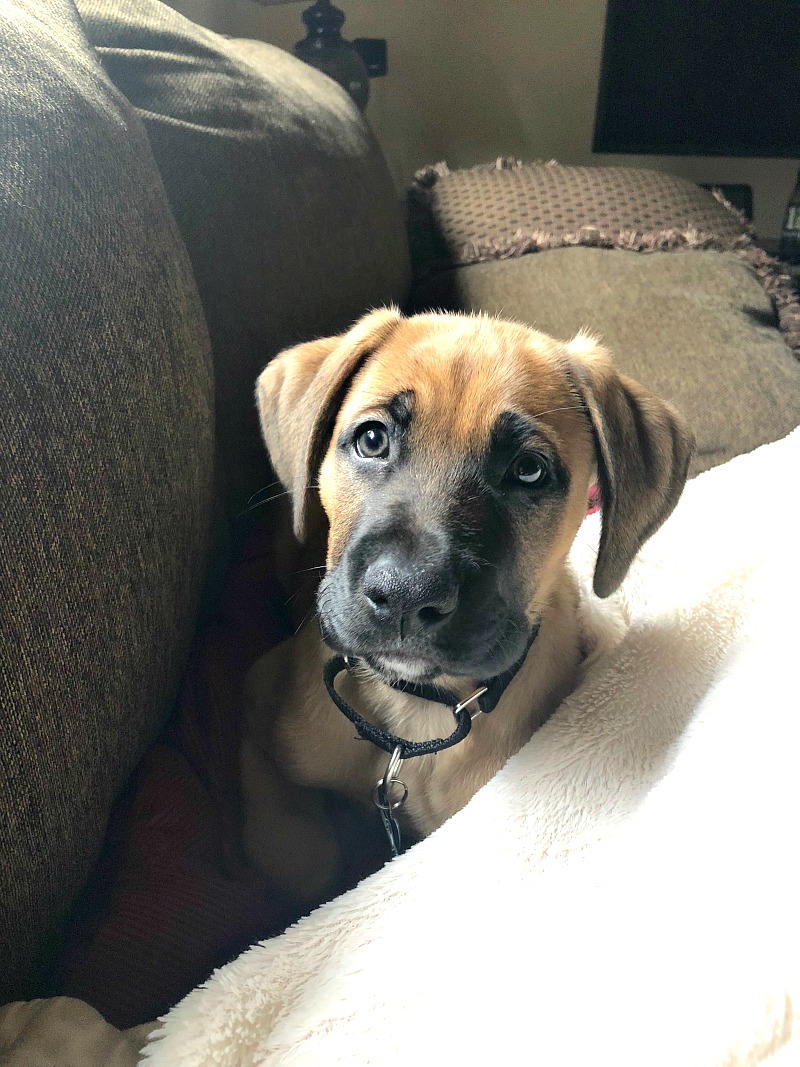 Meet our newest Kozy Kitchen member, Hawk! He is our rescue puppy that is a boxer/shepherd mix, and just about the cutest thing on 4 feet. He says "Hi" and "Please adopt DON'T shop!" #rescuedog #boxer #puppy #adoption | bobbiskozykitchen.com Boxer shepherd puppy on a brown sofa with a black collar and white blanket.