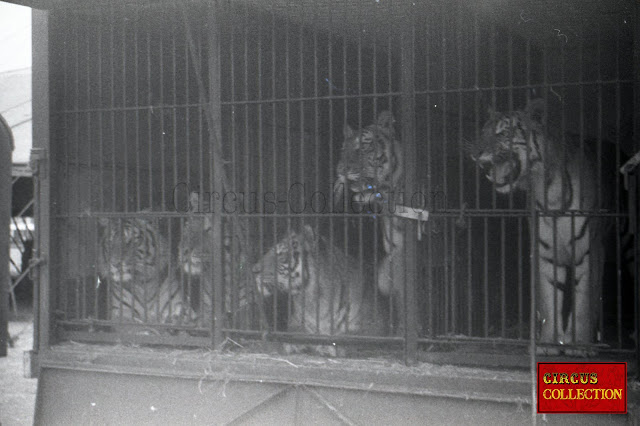 cage des tigres du cirque Bouglione 