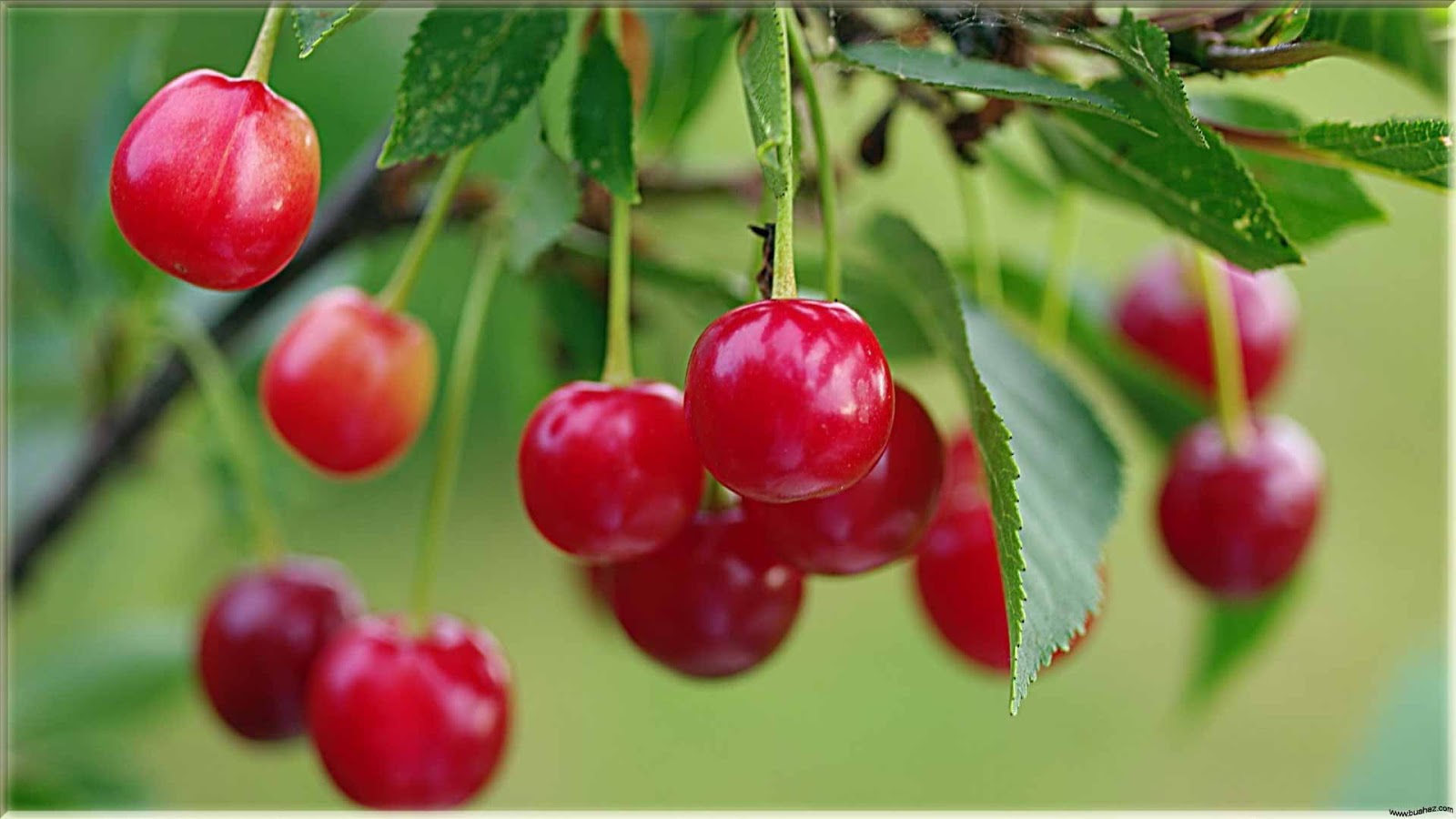 15 Wallpaper Cantik Gambar Buah Cherry  Segar www buahaz com