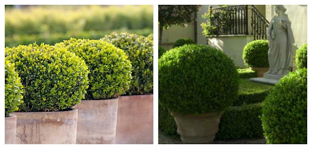 boxwood back, cut can be Safety FL shrubs Harbor