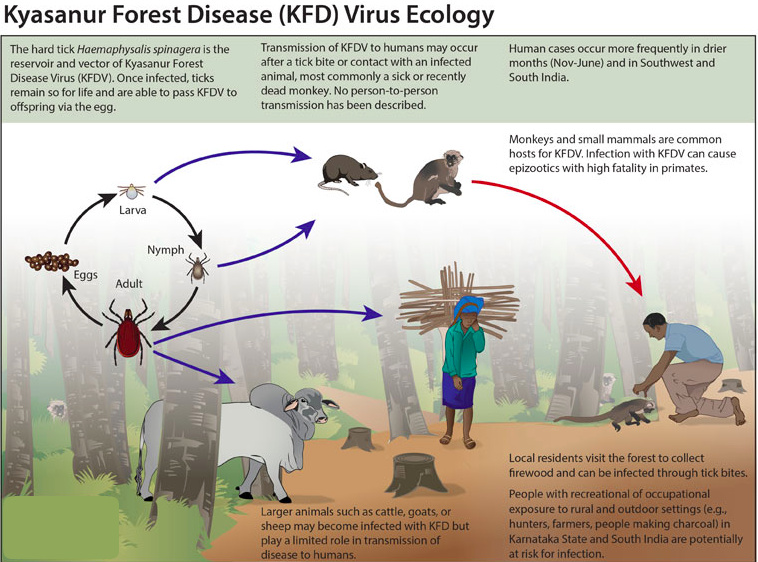 About Kyasanur Forest Disease, KFD Health And Medical Information